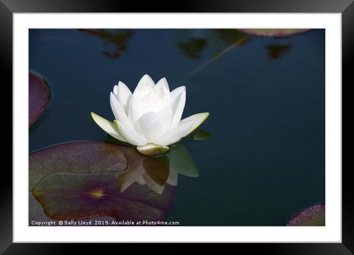 White Lily Reflection Framed Mounted Print by Sally Lloyd