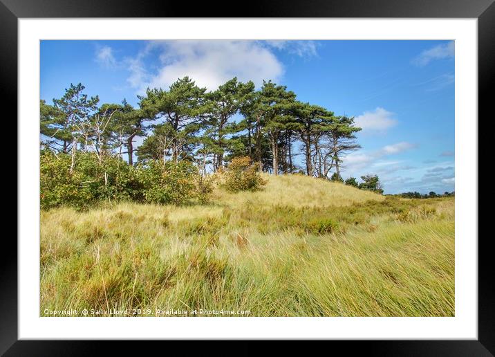 Pine Trees at East Hills Norfolk Framed Mounted Print by Sally Lloyd