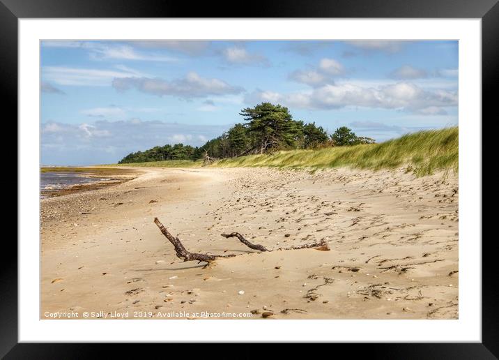 Driftwood at East Hills Norfolk Framed Mounted Print by Sally Lloyd
