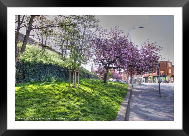 Norwich City Blossom Framed Mounted Print by Sally Lloyd
