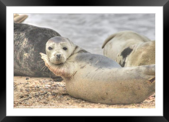 Horsey Seal in the mood to pose. c Framed Mounted Print by Sally Lloyd