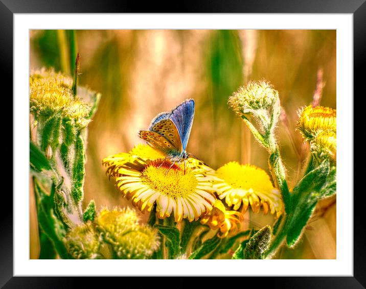  Common blue.  Framed Mounted Print by paul cobb