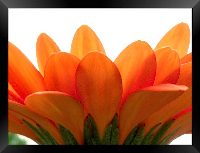  Orange petals.  Framed Print by paul cobb