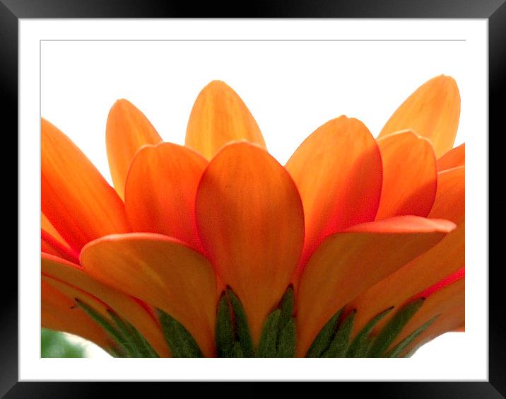  Orange petals.  Framed Mounted Print by paul cobb
