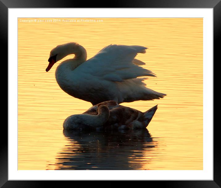  At rest. Framed Mounted Print by paul cobb