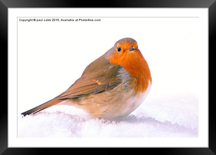  Winter robin Framed Mounted Print by paul cobb