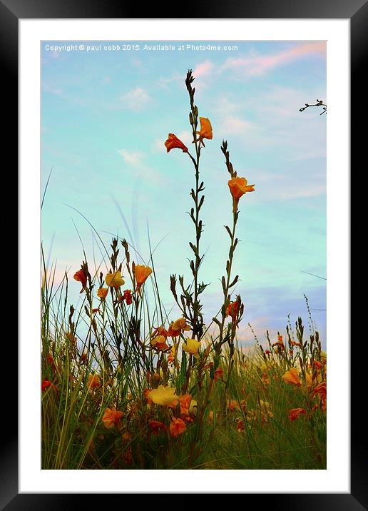 Spring breeze. Framed Mounted Print by paul cobb
