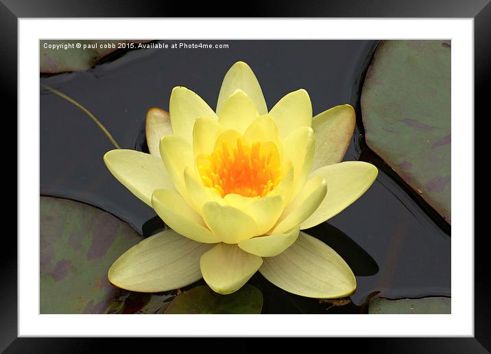 Yellow lily  Framed Mounted Print by paul cobb