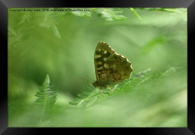  Speckled wood.  Framed Print by paul cobb