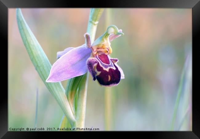 Single Bee orchid. Framed Print by paul cobb