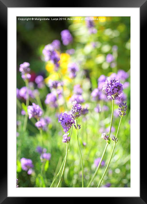 Summer lavender meadow Framed Mounted Print by Malgorzata Larys