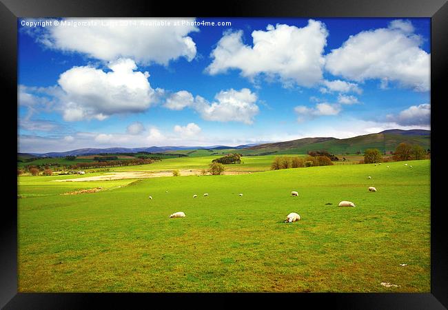 Beautiful Spring landscape with sheep in Scotland Framed Print by Malgorzata Larys
