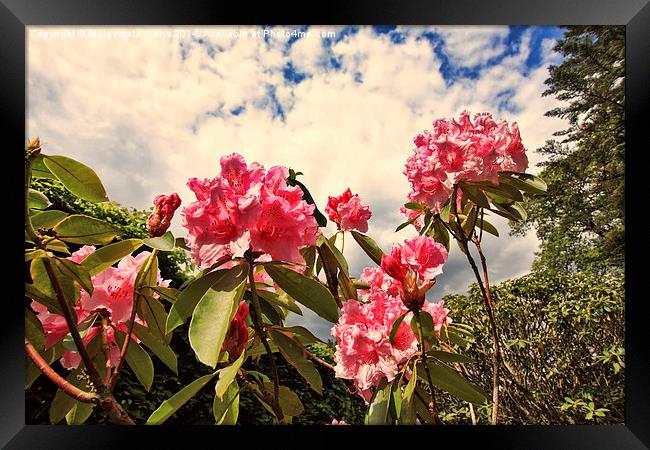Pink rhododendron flowers against the sky Framed Print by Malgorzata Larys