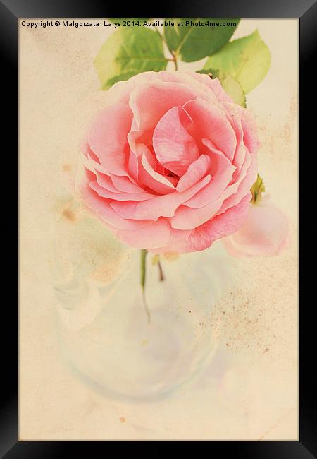 Pretty floral vintage background with pink rose Framed Print by Malgorzata Larys