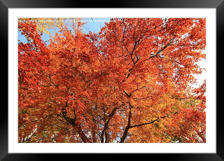Beautiful, red autumnal leaves background Framed Mounted Print by Malgorzata Larys