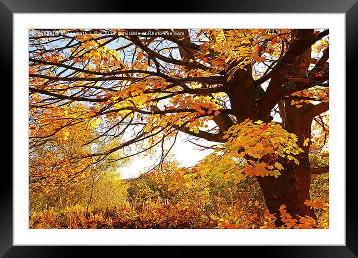 Beautiful Autumnal maple. Motherwell Park, Scotlan Framed Mounted Print by Malgorzata Larys