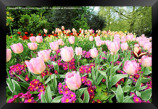 Spring tulips in St James park, London Framed Print by Malgorzata Larys
