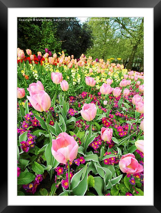 Spring tulips in St James park, London  Framed Mounted Print by Malgorzata Larys