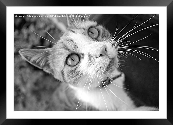 Lovely, cute cat looking into camera Framed Mounted Print by Malgorzata Larys