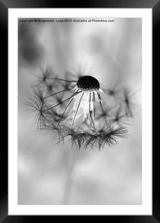 Macro dandelion in black and white Framed Mounted Print by Malgorzata Larys