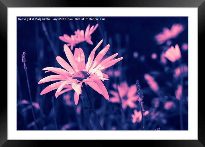 Pink dreamy daisies Framed Mounted Print by Malgorzata Larys