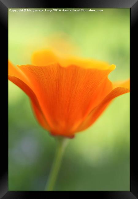 Beautiful orange poppy Framed Print by Malgorzata Larys