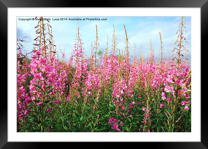 Beautiful pink wildflowers Framed Mounted Print by Malgorzata Larys