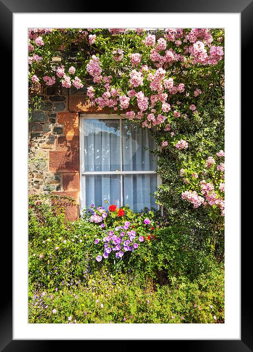 Stone cottage in Scotland with window and climbing Framed Mounted Print by Malgorzata Larys