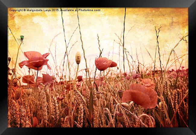 Beautiful grungy background with poppies Framed Print by Malgorzata Larys