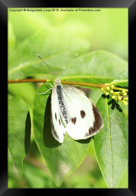 White butterfly in the garden  Framed Print by Malgorzata Larys