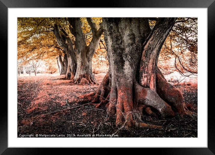 Amazing trees in the park of Scotland Framed Mounted Print by Malgorzata Larys