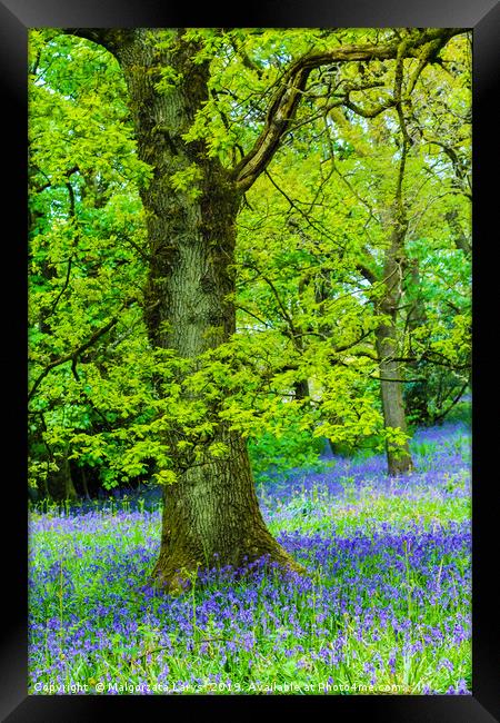 Beautiful oak tree in the forest with bluebells me Framed Print by Malgorzata Larys