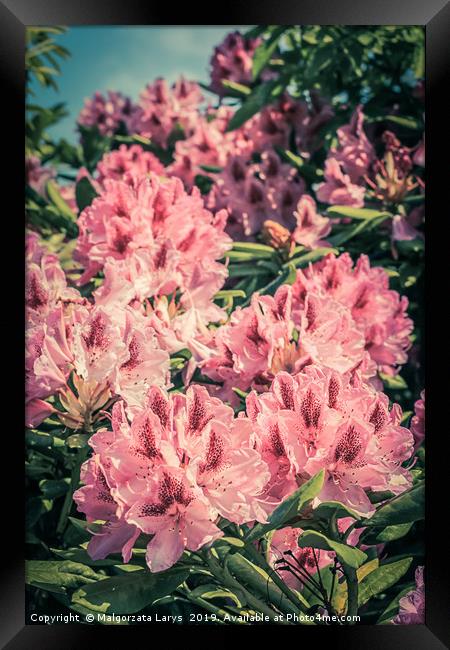 Beautiful blooming pink Rhododendron in vintage st Framed Print by Malgorzata Larys