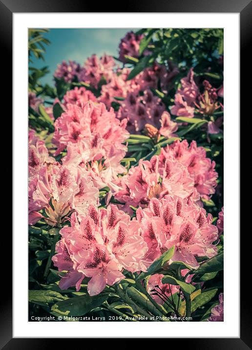 Beautiful blooming pink Rhododendron in vintage st Framed Mounted Print by Malgorzata Larys
