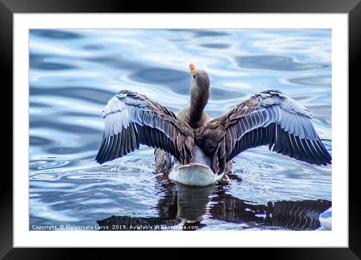 Gray goose on canal with wings up Framed Mounted Print by Malgorzata Larys