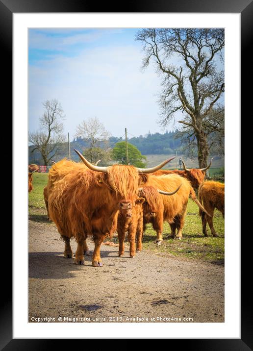 Hihland cows, Scotland Framed Mounted Print by Malgorzata Larys