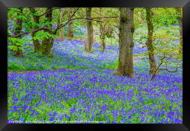 Beautiful bluebells in the forest of Scotland Framed Print by Malgorzata Larys