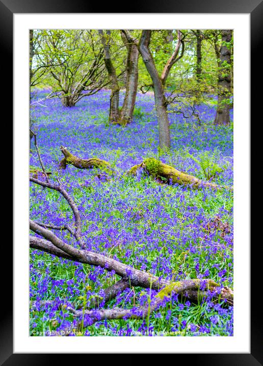 Beautiful bluebells in the forest of Scotland Framed Mounted Print by Malgorzata Larys