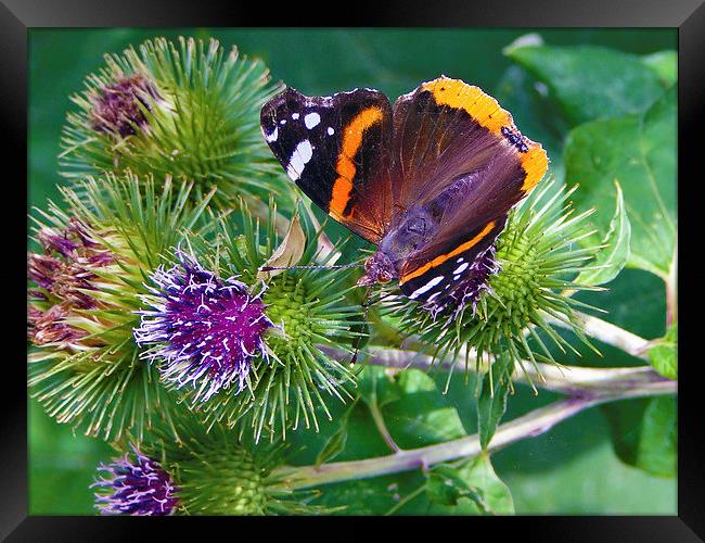 Red Admiral Framed Print by Ellie Rose