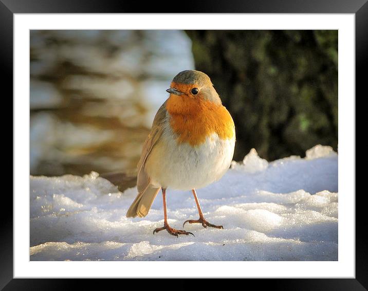 Robin in the Snow Framed Mounted Print by Ellie Rose