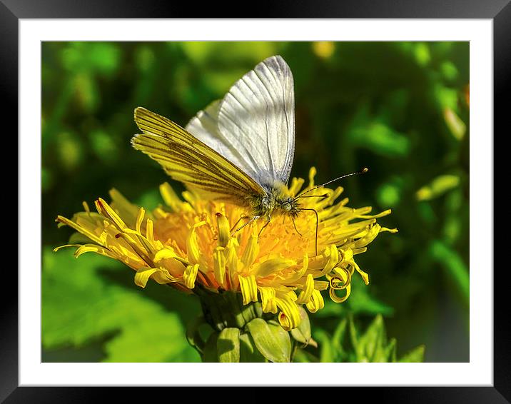 Feeding Butterfly Framed Mounted Print by Ellie Rose