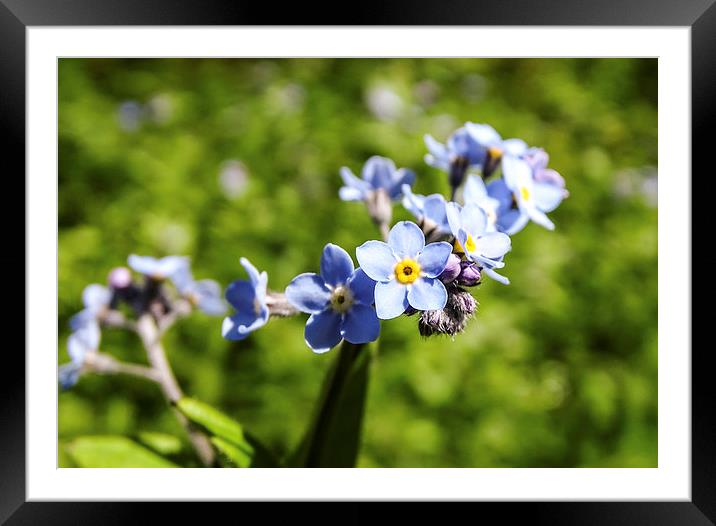 Water Forget-Me-Not Framed Mounted Print by Ellie Rose