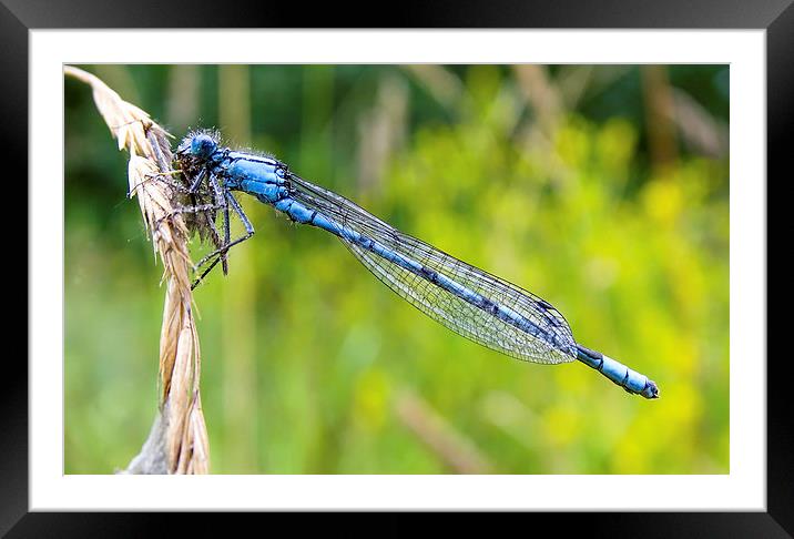 Damselfly Framed Mounted Print by Ellie Rose