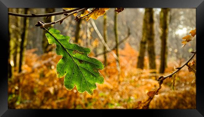 The Last Leaf of Autumn Framed Print by Ellie Rose