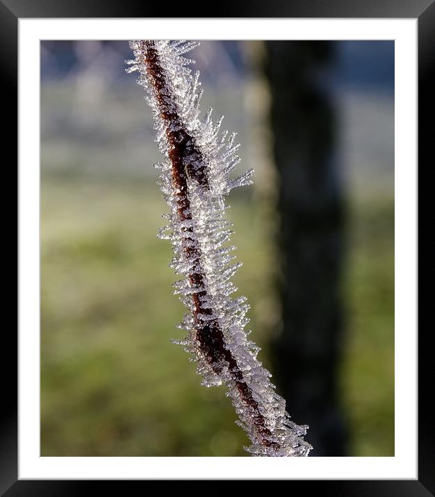 Frosted Framed Mounted Print by Ellie Rose