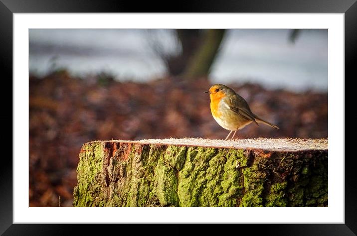 Red Breast Framed Mounted Print by Ellie Rose