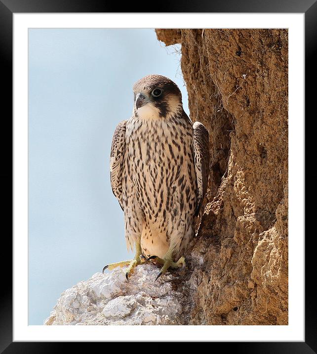 Peregrine Falcon  Juvenile Framed Mounted Print by John Ball