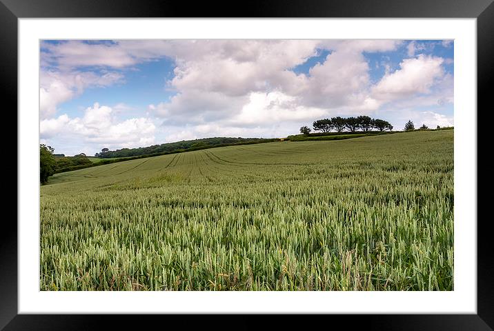 Harvest Treeline Framed Mounted Print by Dave Rowlatt