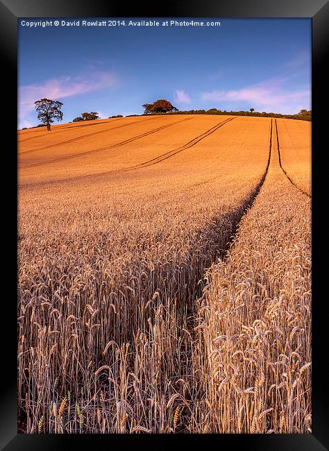 Harvest Time Framed Print by Dave Rowlatt