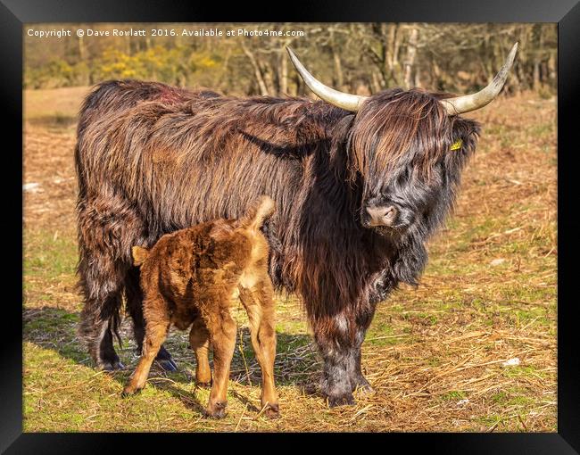 Highland Mother and Calf Framed Print by Dave Rowlatt